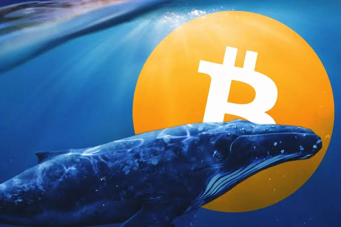 Crypto Whale Falls Victim to Phishing Scam, Loses $55M in Dai Stablecoin